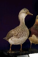 藏品(鴛鴦)的圖片